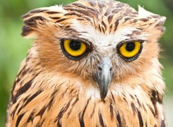 Types-of-bird-owl-030